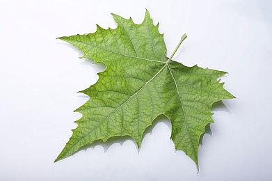 暴雪将于8月15日发布《暗黑破坏神4》1.1.2补丁